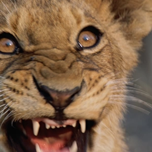 African lion cub (Panthera leo) snarling, close-up