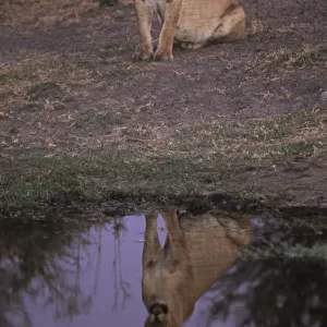 African Lioness (Panthera leo) at dusk reflected in water, Okvango Delta