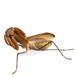 African mantis African mantis