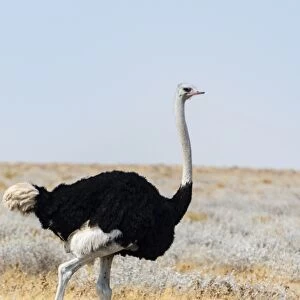 African ostrich -Struthio camelus-, Etosha National Park, Namibia