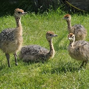 African ostrich (Struthio camelus), chicks on an ostrich farm, Thalheim, Oschatz, Saxony, Germany, Europe