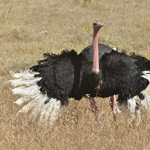 African Ostrich -Struthio camelus- performing a mating dance, Ngorongoro Conservation Area, Tanzania