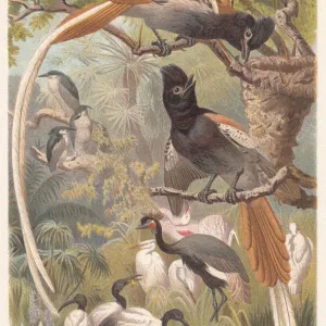 African Paradise Flycatcher (Terpsiphone viridis), lithograph, published in 1882