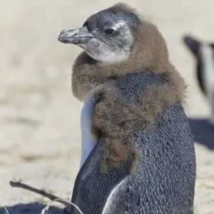 African penguin or Black-footed penguin -Spheniscus demersus-, chick, at the Boulders Colony, Cape Town, South Africa African penguin or Black-footed penguin -Spheniscus demersus-, chick, at the Boulders Colony, Cape Town, South Africa