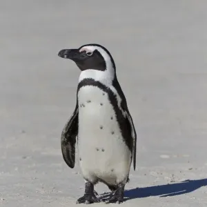 African Penguin Print at Boulders Colony, Cape Town African Penguin Print at Boulders Colony, Cape Town