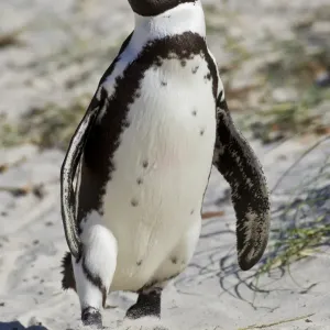 African penguin or Black-footed penguin -Spheniscus demersus- at the Boulders Colony, Cape Town, South Africa African penguin or Black-footed penguin -Spheniscus demersus- at the Boulders Colony, Cape Town, South Africa