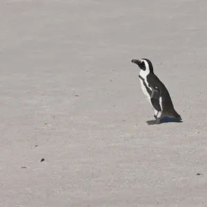 African penguin or Black-footed penguin -Spheniscus demersus- at the Boulders Colony, Cape Town, South Africa African penguin or Black-footed penguin -Spheniscus demersus- at the Boulders Colony, Cape Town, South Africa
