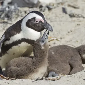 African penguin or Black-footed penguin -Spheniscus demersus- with chicks, at the Boulders Colony, Cape Town, South Africa African penguin or Black-footed penguin -Spheniscus demersus- with chicks, at the Boulders Colony, Cape Town, South Africa