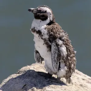 African Penguin Print - Adult Moulting on Rock African Penguin Print - Adult Moulting on Rock