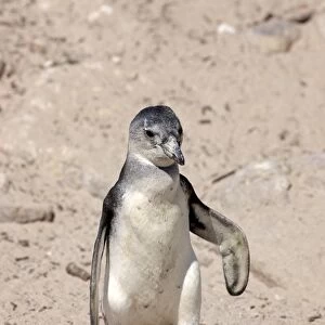 African Penguin -Spheniscus demersus-, young bird, Bettys Bay, Western Cape, South Africa