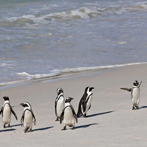 African penguins or Black-footed penguins -Spheniscus demersus- at the Boulders Colony, Cape Town, South Africa