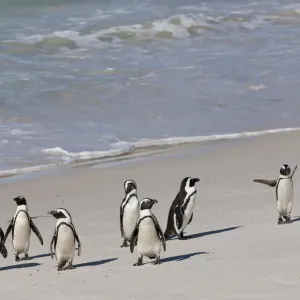 African penguins or Black-footed penguins -Spheniscus demersus- at the Boulders Colony, Cape Town, South Africa African penguins or Black-footed penguins -Spheniscus demersus- at the Boulders Colony, Cape Town, South Africa