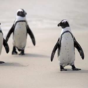 African Penguins -Spheniscus demersus- on the beach, Boulders Beach, Simons Town, Western Cape, South Africa