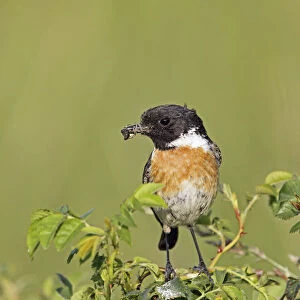 African stonechat -Saxicola torquata-, male with a cross spider, Burgenland, Austria, Europe