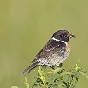 African stonechat -Saxicola torquata-, male with a cross spider, Burgenland, Austria, Europe