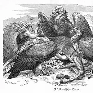 African Vultures engraving 1892