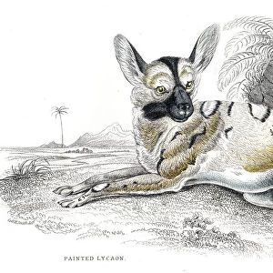 African wild dog engraving 1840
