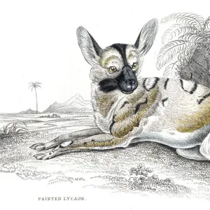 African wild dog engraving 1840