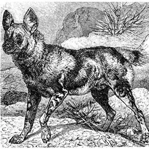 african wild dog, lycaon pictus
