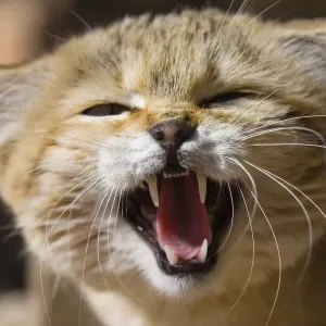 African Wildcat Print, Snarling in Libya African Wildcat Print, Snarling in Libya