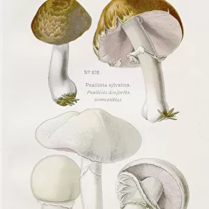 Agaricus campestris mushroom 1891