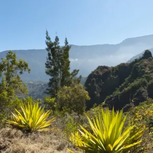 Agave - Agave - entlang der Route des Châteaux in Cilaos auf Réunion Agave - Agave - entlang der Route des Châteaux in Cilaos auf Réunion