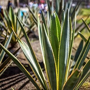 Agave plant outside Mexico City Cathedral