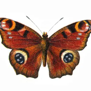 Vintage European Peacock Butterfly Print