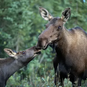 Alaska, Kenai Peninsula. Summer evening, rainy, (alces alces) USA Alaska, Kenai Peninsula. Summer evening, rainy, (alces alces) USA