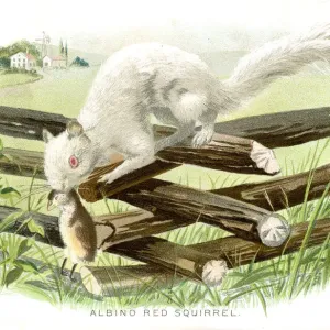 Albino red squirrel lithograph 1897 Albino red squirrel lithograph 1897