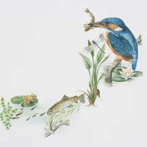Alcedo atthis European Kingfisher Print Alcedo atthis European Kingfisher Print