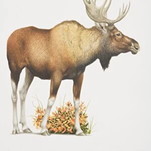 Alces alces, Elk or Moose, side view