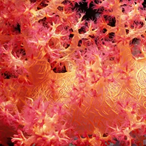 Alcynarian soft coral (Alcynaria sp. ) polyps feeding on plankton