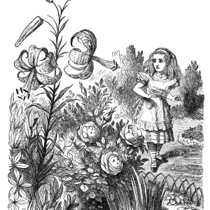 Alice through the looking glass Alice through the looking glass