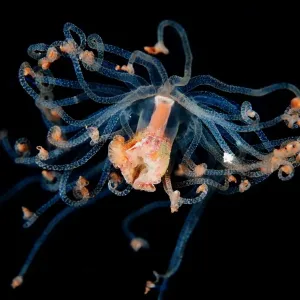 Alien form Alien form