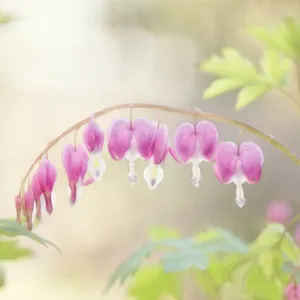 All Is Love All Is Love