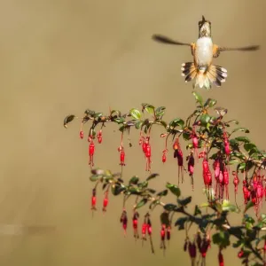 Allens Hummingbird Allens Hummingbird