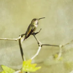 Allens Hummingbird Allens Hummingbird
