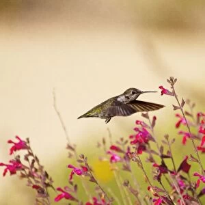 Allens Hummingbird in Flight