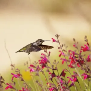 Allens Hummingbird in Flight Allens Hummingbird in Flight