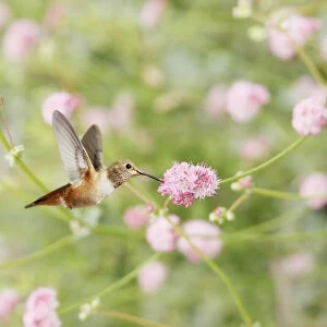 Allens Hummingbird at pink wildflowers