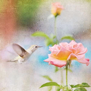 Allens Hummingbird with rose