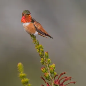 Allens on a Perch