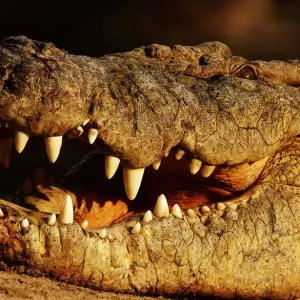 Alligator Close-Up Print