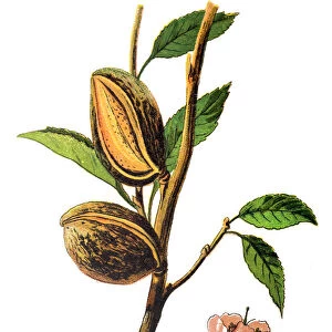 The almond (Prunus dulcis, syn. Prunus amygdalus)