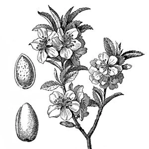 Almond tree (Prunus dulcis, Prunus amygdalus)
