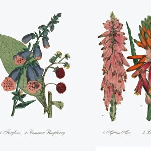 Aloe and African Aloe Victorian Botanical Illustration