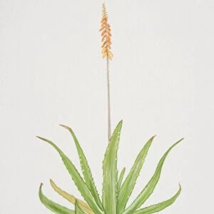Aloe, flowering Aloe vera plant