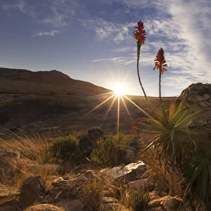 Aloe on a high mountain rocks landscape sunset with cloudy skies - Dullstroom, South Africa
