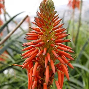 Aloe Vera flower, Madeira, Portugal, Europe